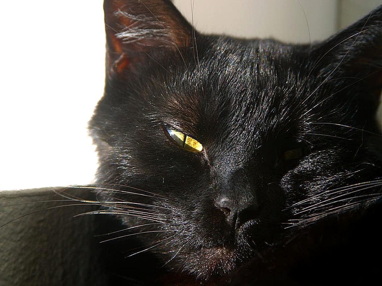 Photographs of Black Furry Cats