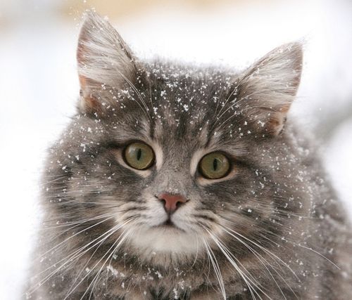 Furry Cat Covered In Snow Wallpaper